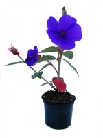 Tibouchina_M10/Tibouchina--R-