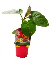 Tomate/Tomate-arbol