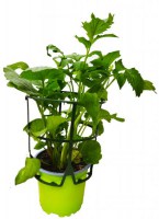 Valeriana/Valeriana