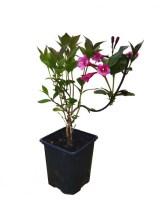 Weigela/Weigela-florida-minuet-