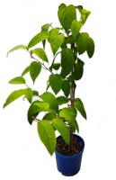 minikiwi_mas/Minikiwi-210621