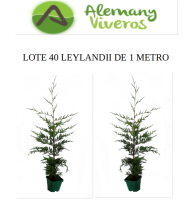 packley1m/00_LOTE_40_LEYLANDII_1M