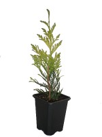thuze7/Thuja_plicata_Zebrina_240222